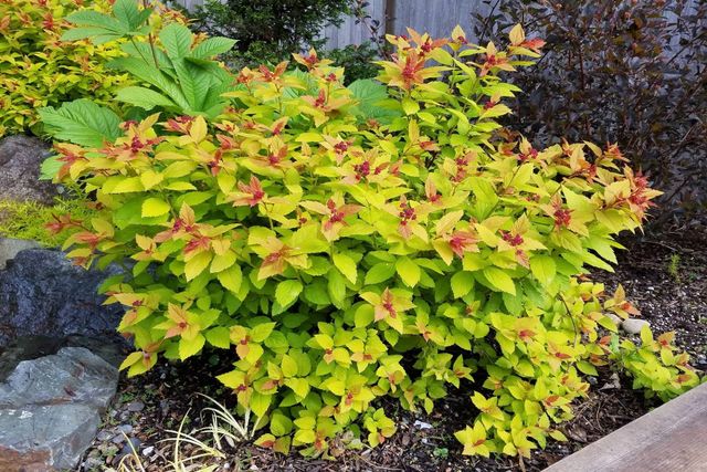 Magic carpet online spirea